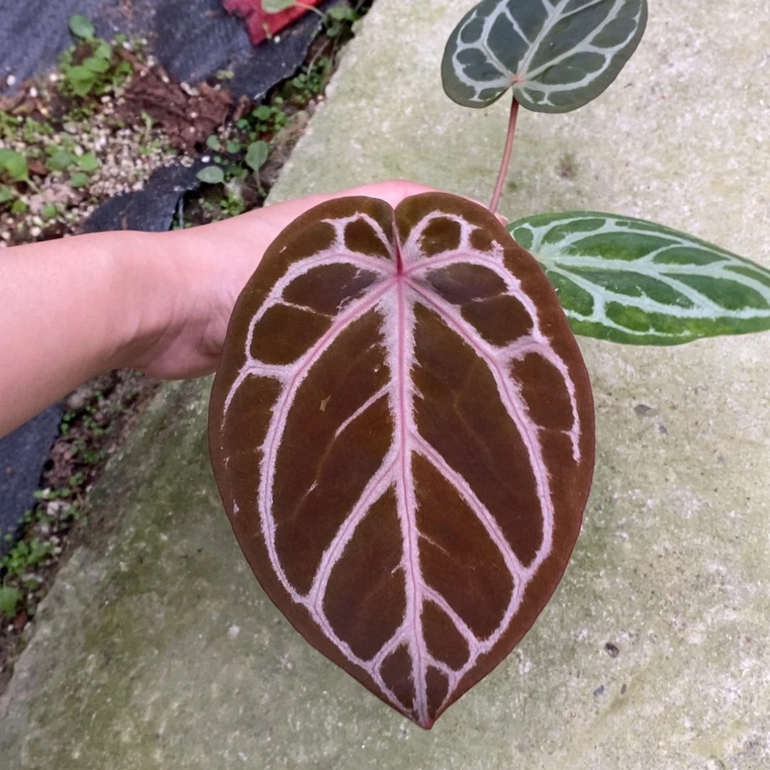 不开花植物红水晶