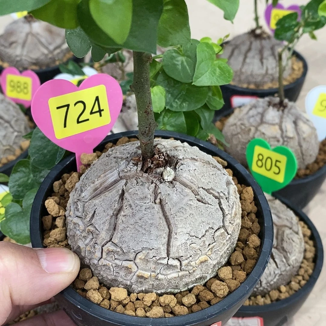 南非龟甲龙龟甲龙