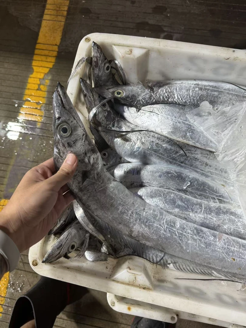 【4斤带鱼】1斤2条东海野生带鱼肉质细腻精选带鱼 顺丰冷链包邮