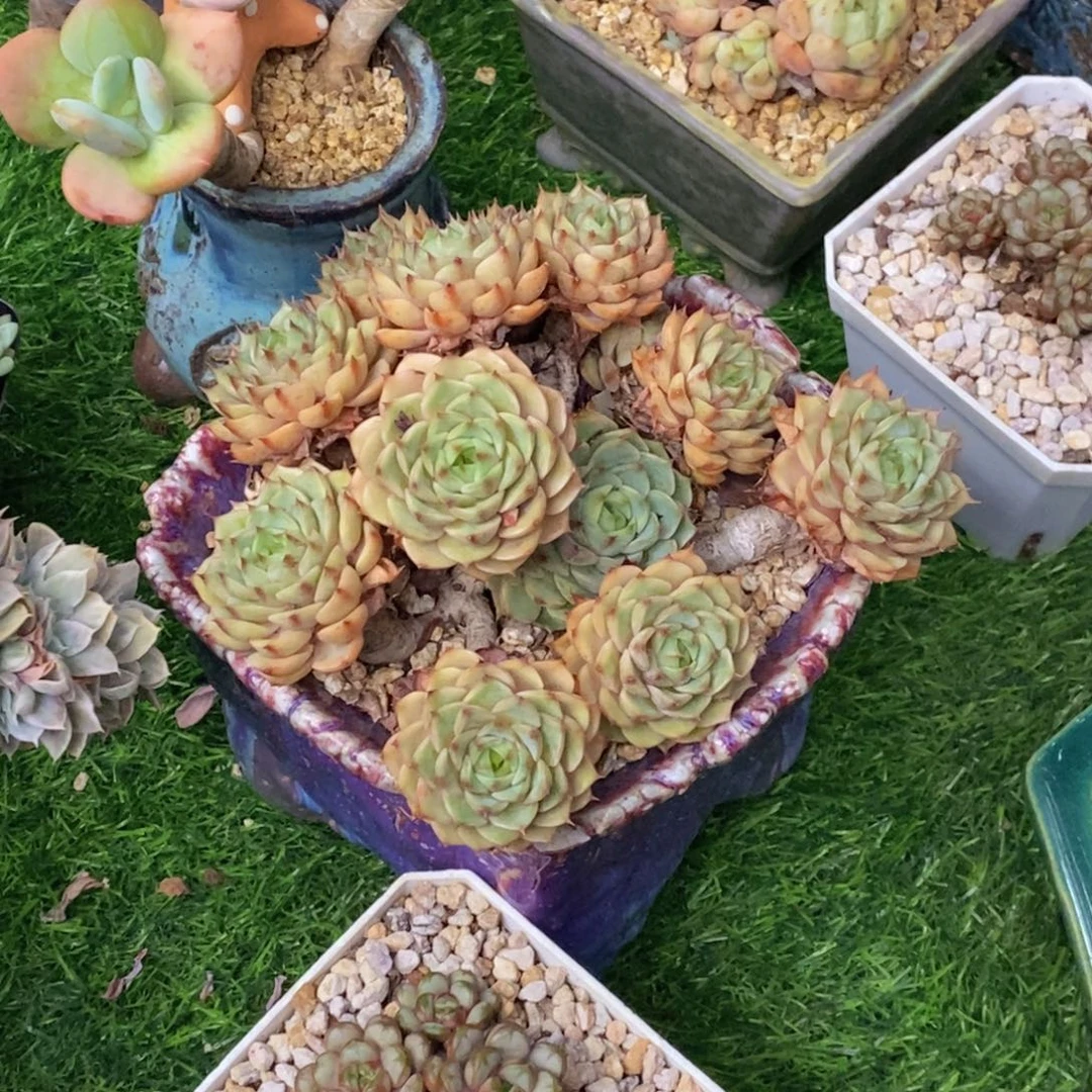 苯巴蒂斯无砍老桩一物一拍