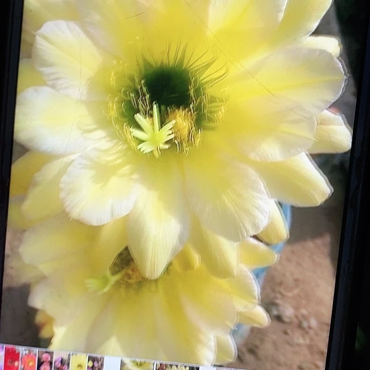 绿眼睛带根8厘米毛花柱