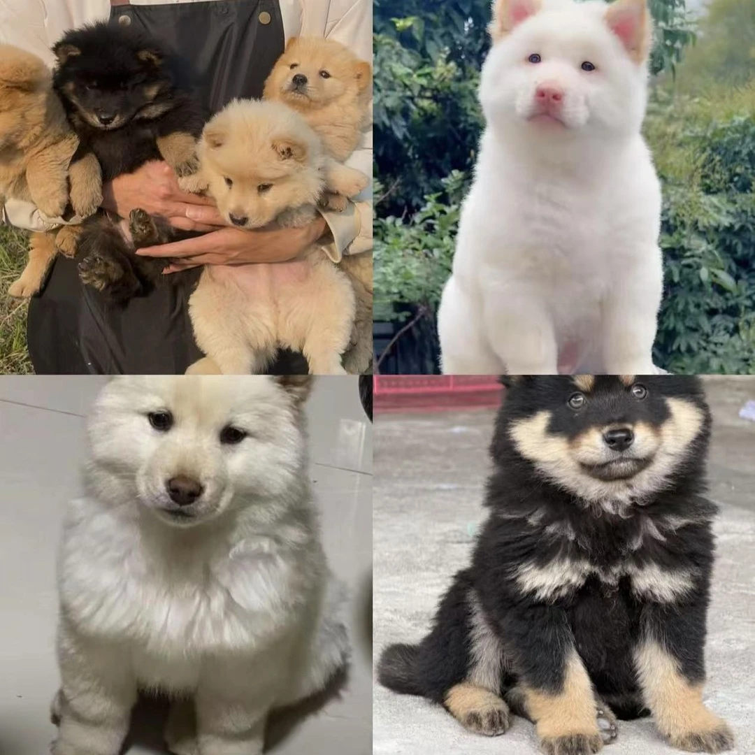 中华田园犬土松四眼铁包金黄狗白面五黑五红虎斑