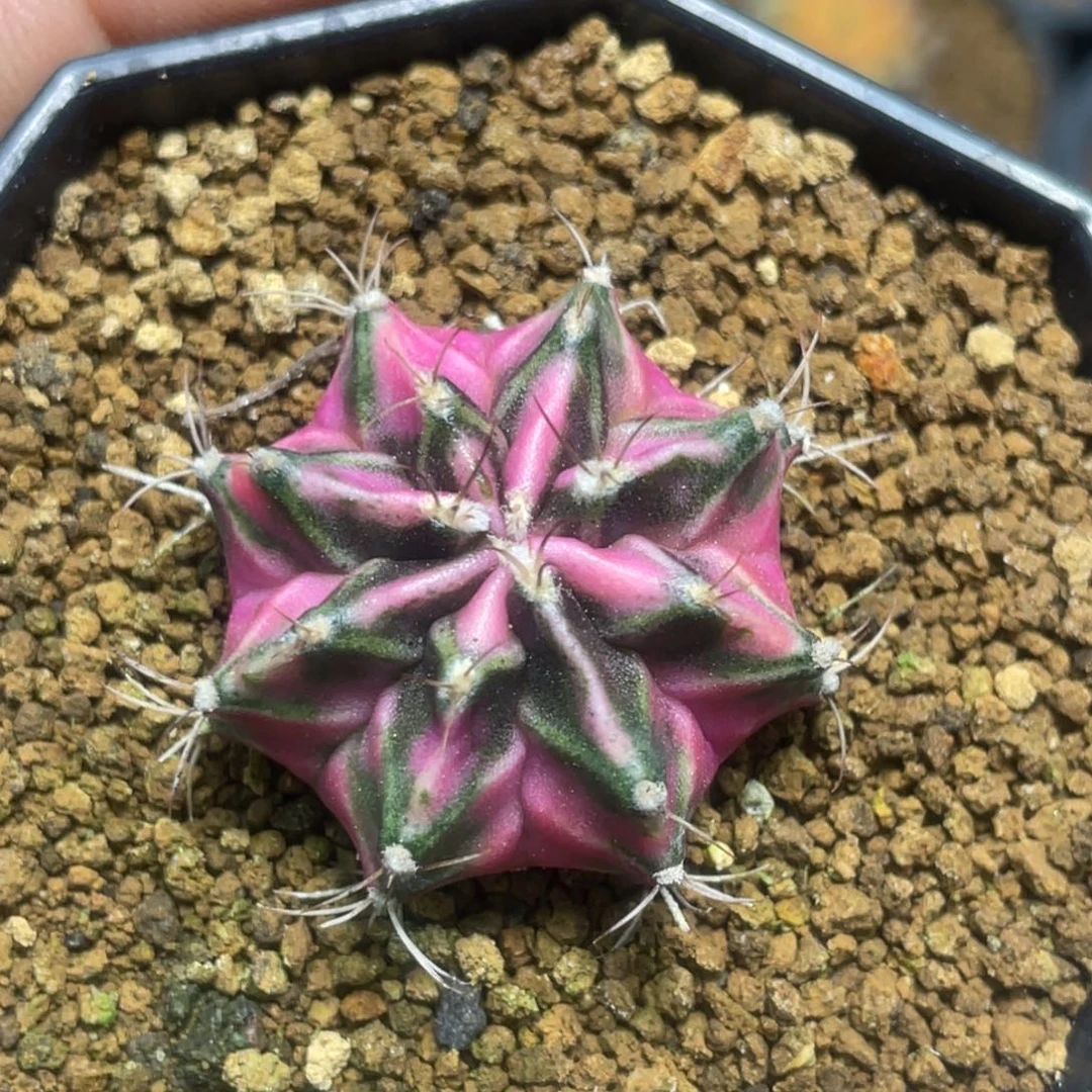 当前无花朵，栽培后可花朵粉臀虎斑