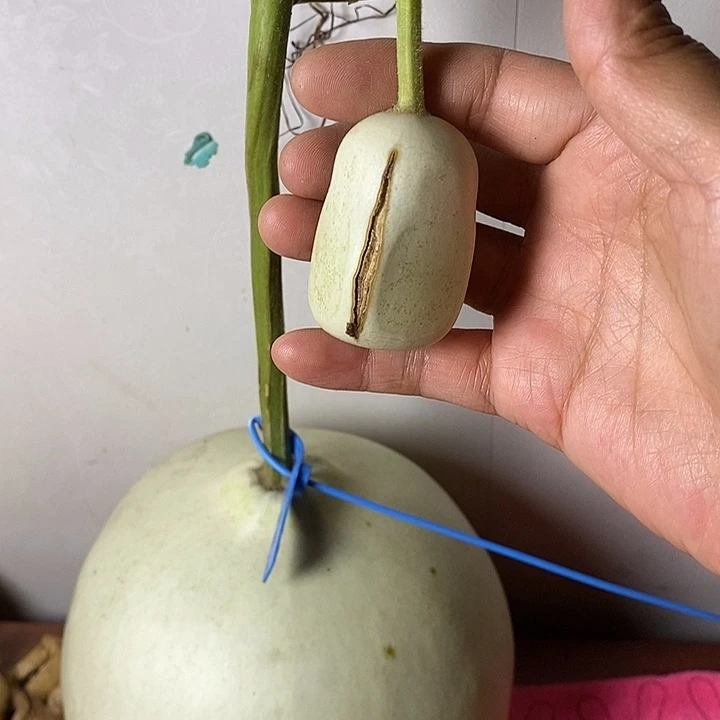 苦***华青皮腰子葫芦手把件
