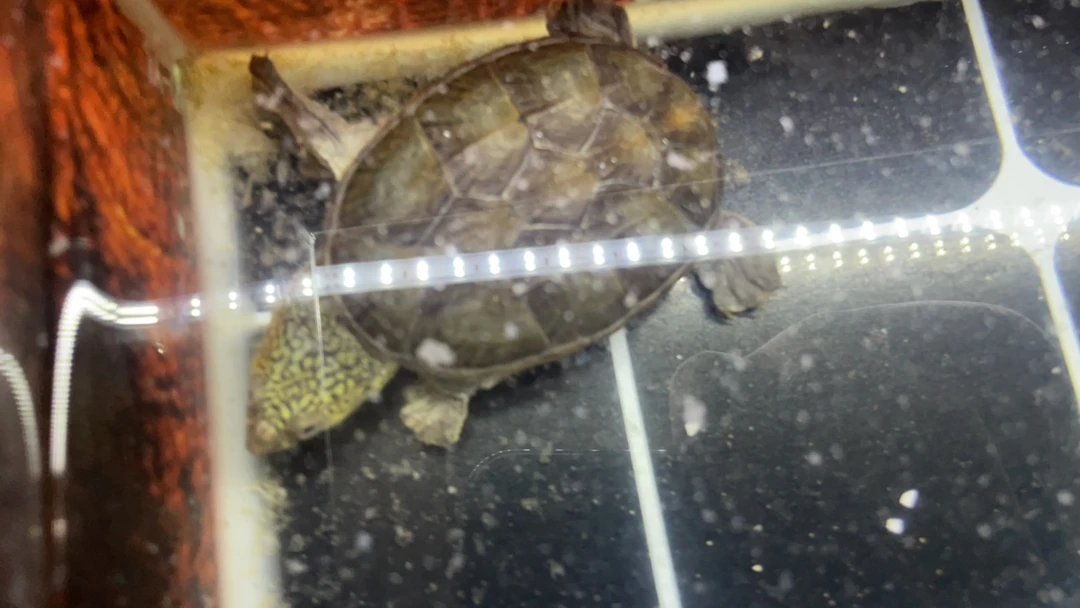 窄桥蛋龟观赏宠物龟活体苗