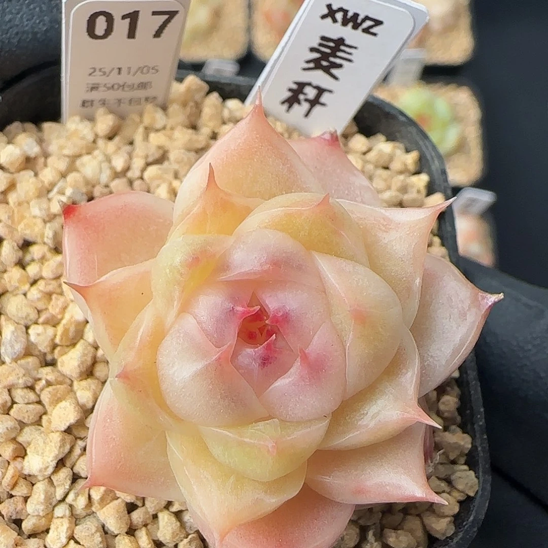 017   麦秆  5厘米盆