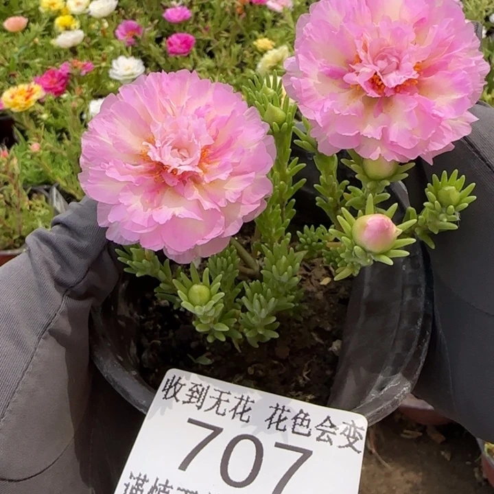 无花朵707超小苗盆口10cm