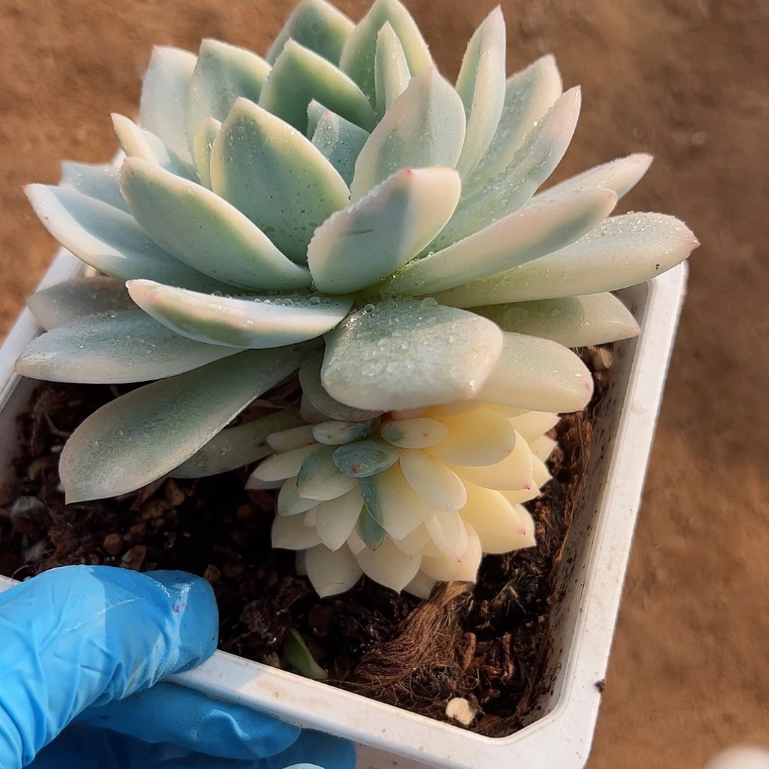 橙梦露锦底座，带大覆轮锦头