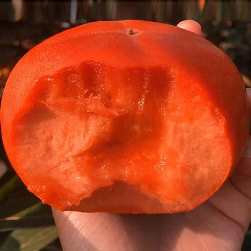 无籽方柿苗脆甜柿子树苗无核方柿树苗嫁接果树苗南方北方种植