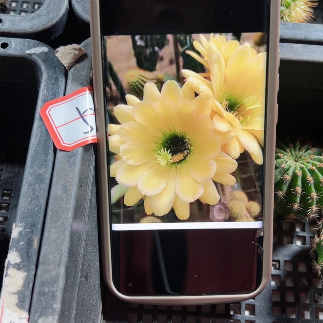 下51毛绿眼睛歪侧芽5公分左右20包邮