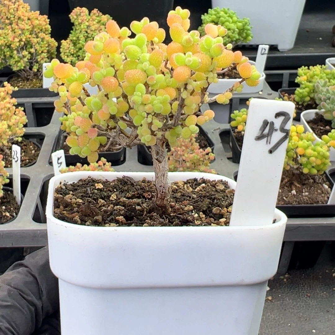 精控金桔棒棒糖43号