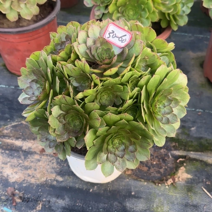 30-60拉丝多肉不包断肢