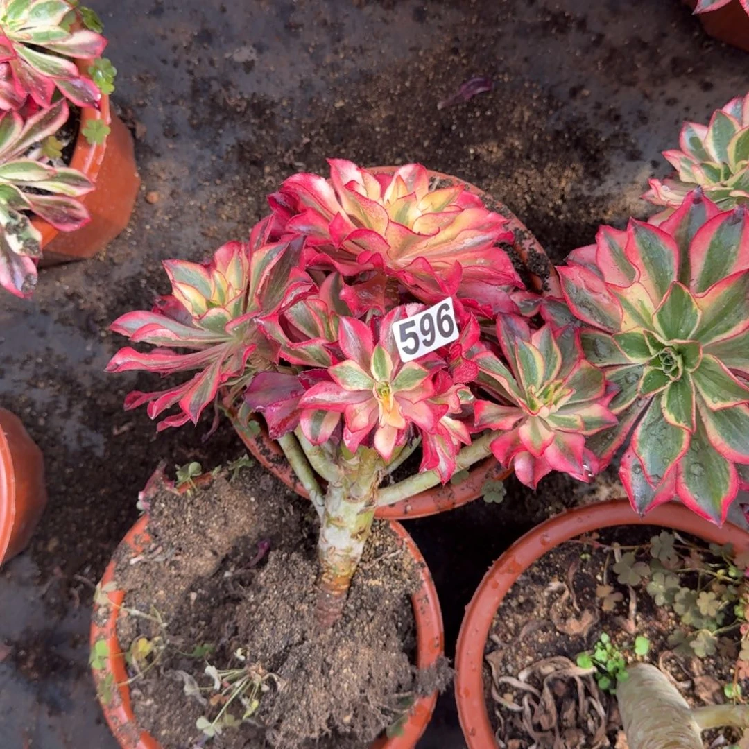 王***气596多肉植物魅影多肉