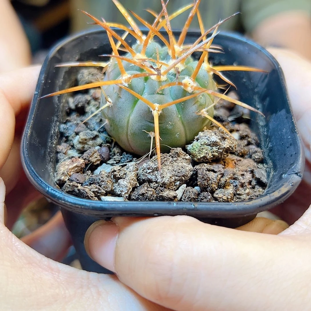 实生超刺天平含刺4公分