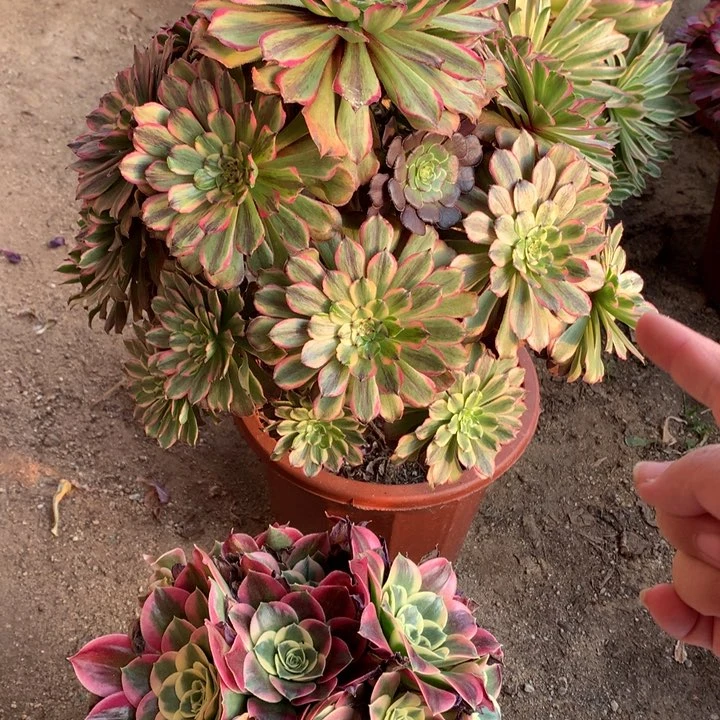 不包损172号花脸粉黛白凤