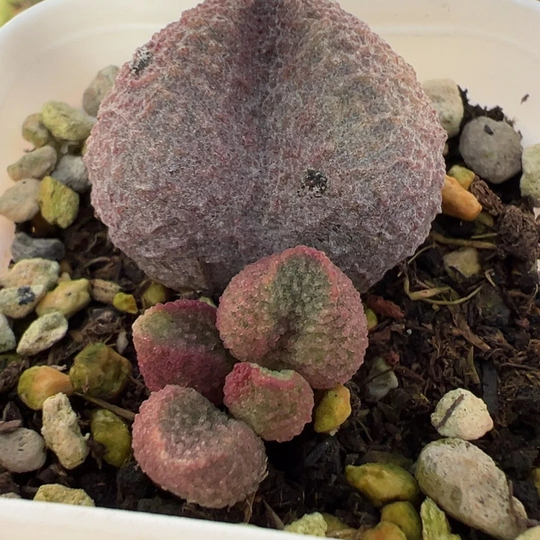 水蜜桃大苗多肉植物水泡