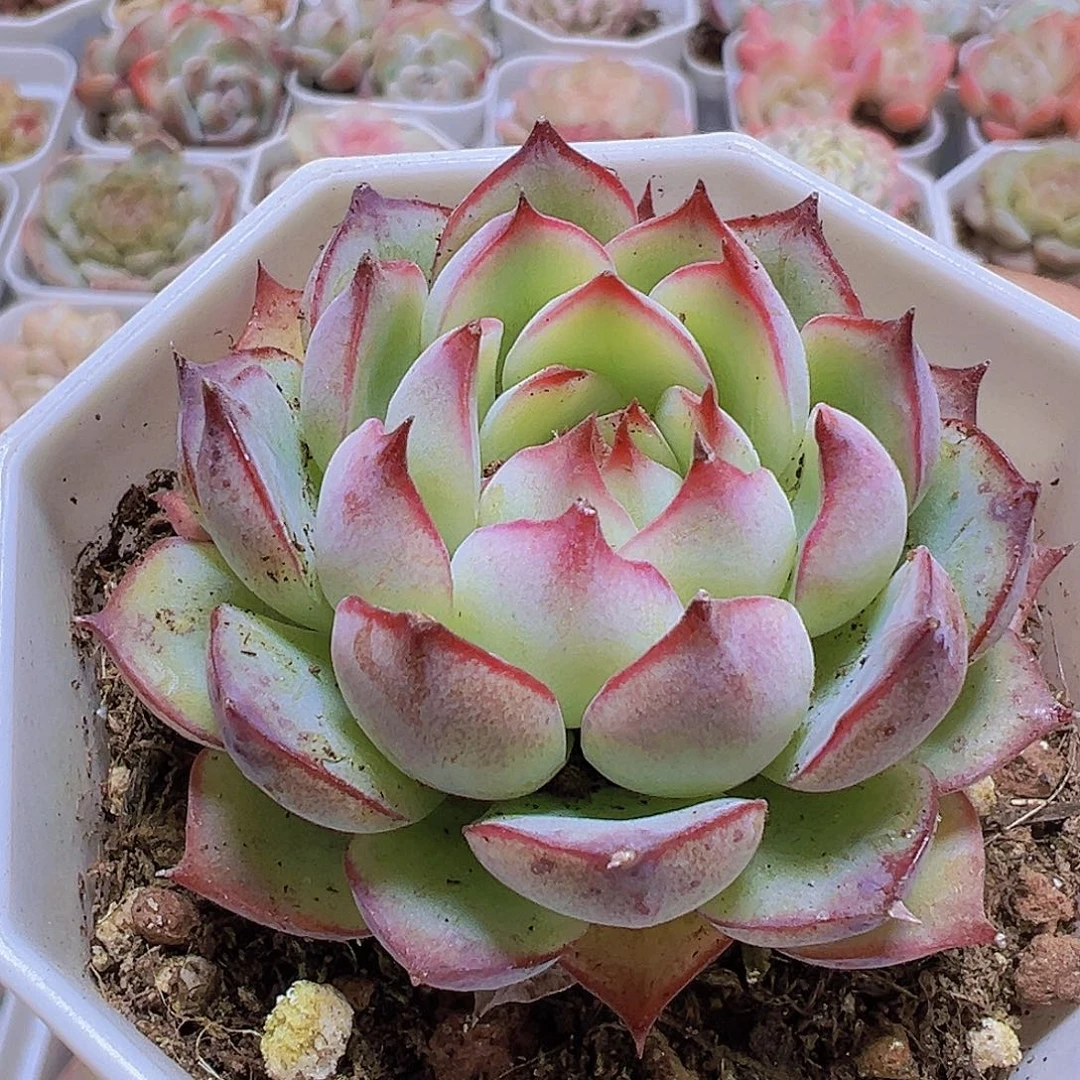 勾魂仙子19包邮对肉