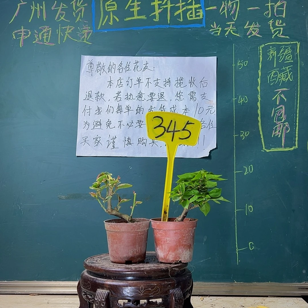 当前无花栽培后可以开花蓝月亮掌中宝 一颗盲盒掌中宝 345