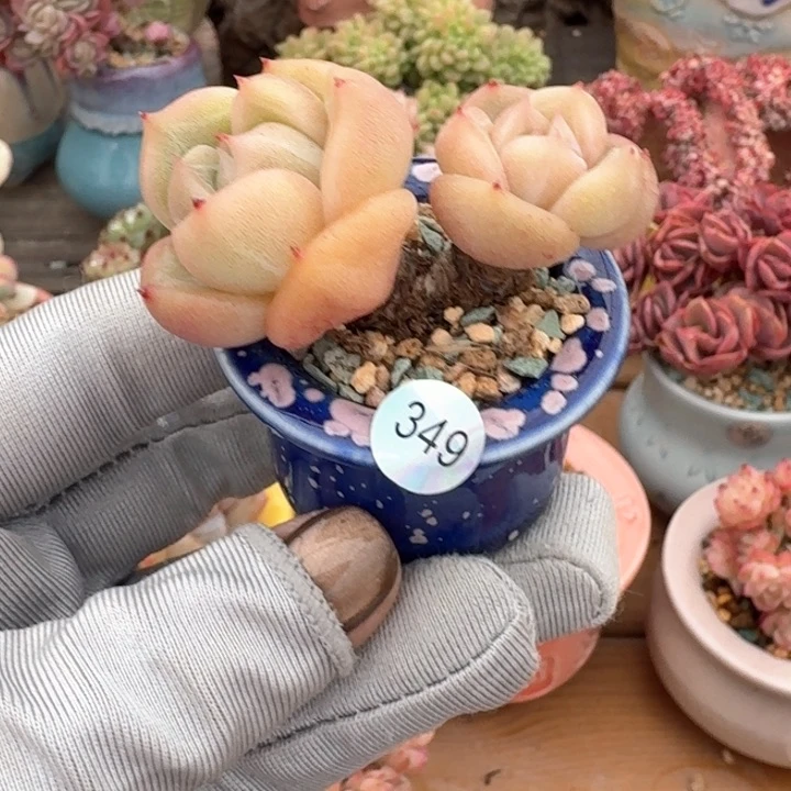 349 多肉含盆土发货 30元包邮 除偏远