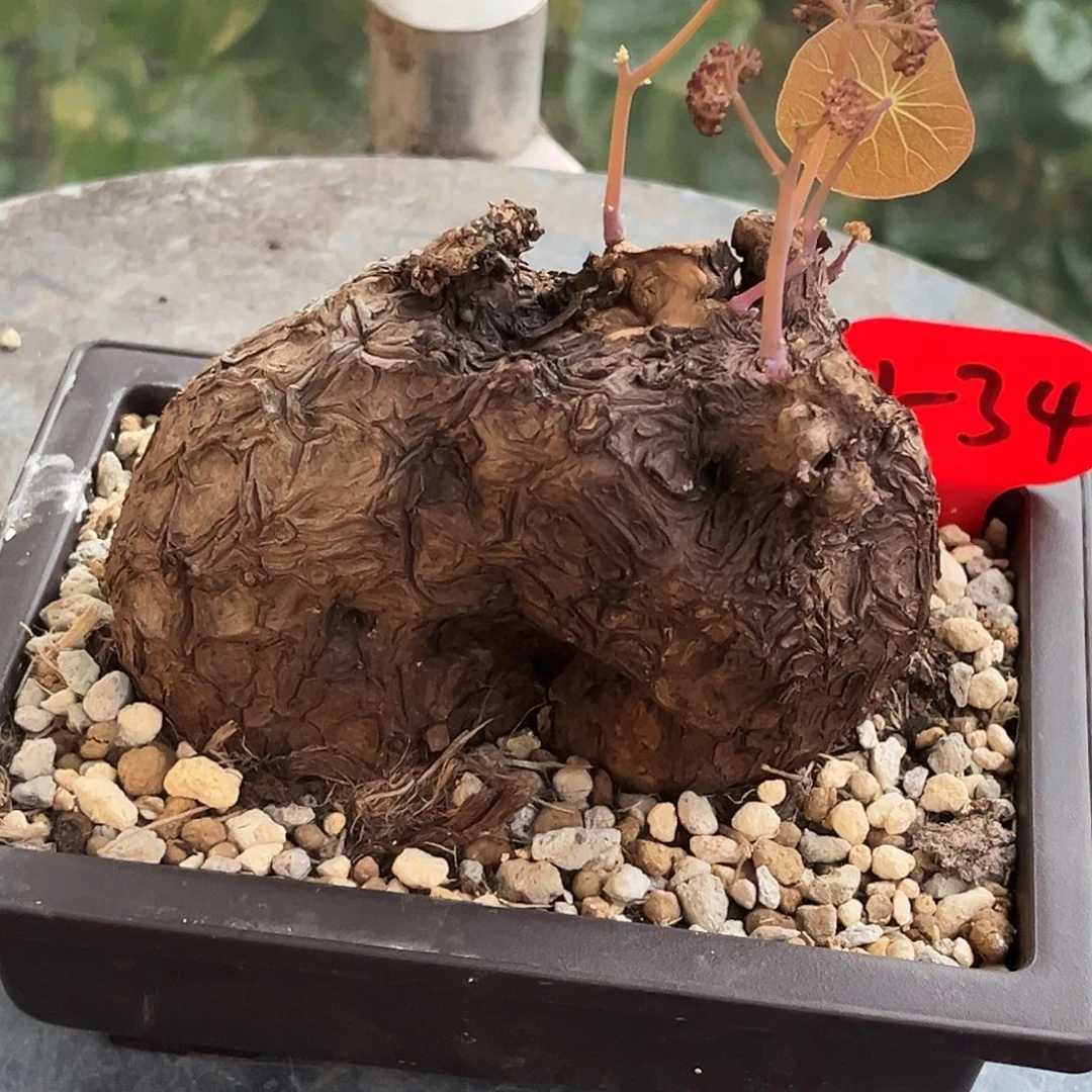 精品一叶龟，小岛造型，1-34