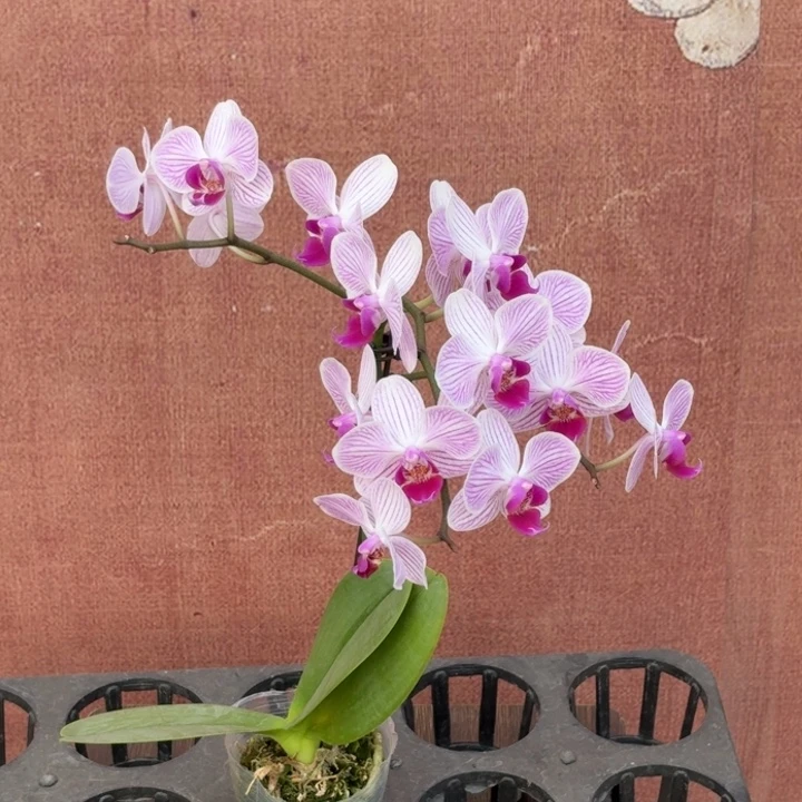 晨***阳完全开放0914蝴蝶兰实生