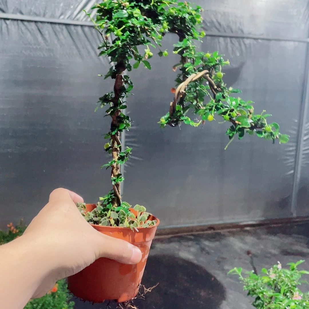 当前无花栽培后可以开花文人福建茶带果
