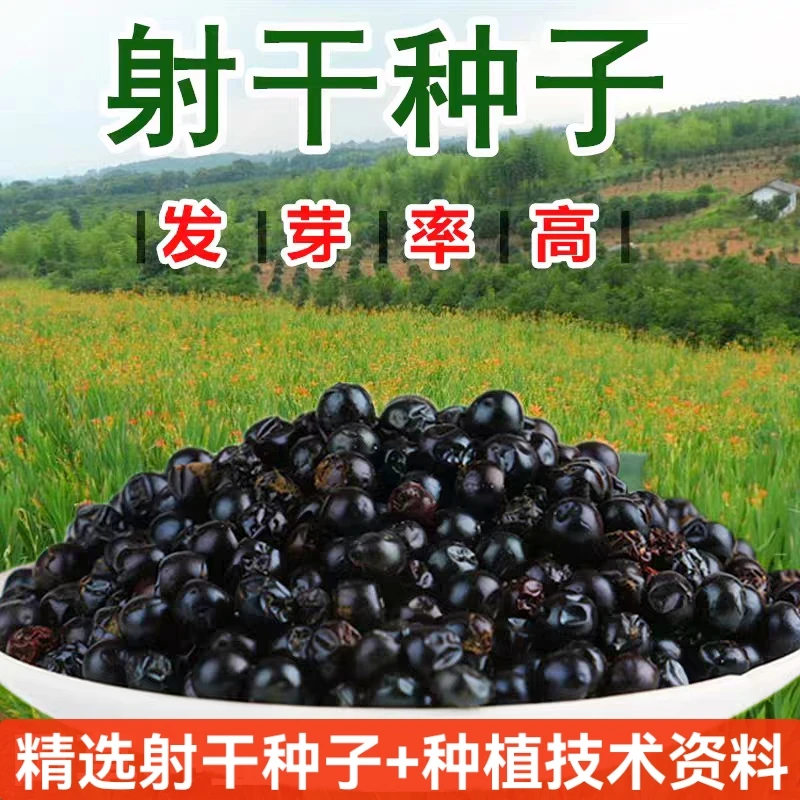 中药材射干种子四季种植耐旱耐寒可套种林下种植适应性强旱地种植