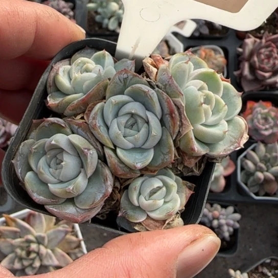 86胖虎珍妮多肉植物多