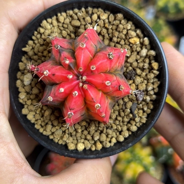 中国红侧芽自根带盆土发货