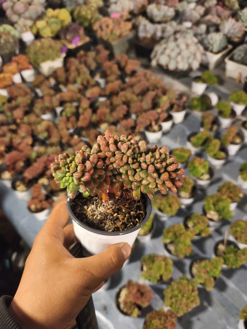 香奈儿缀化多肉植物新手好养绿植适合办公室阳台四季盆栽易活