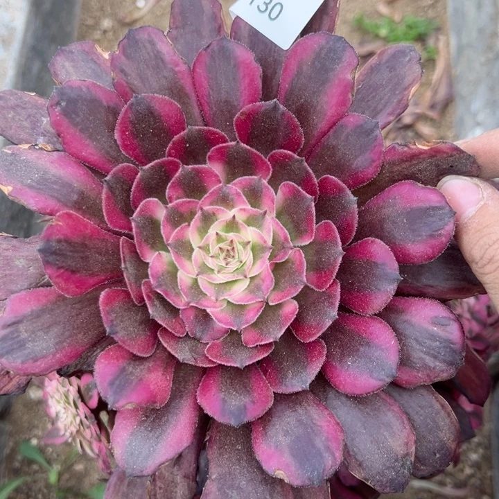 红铜白多肉植物130