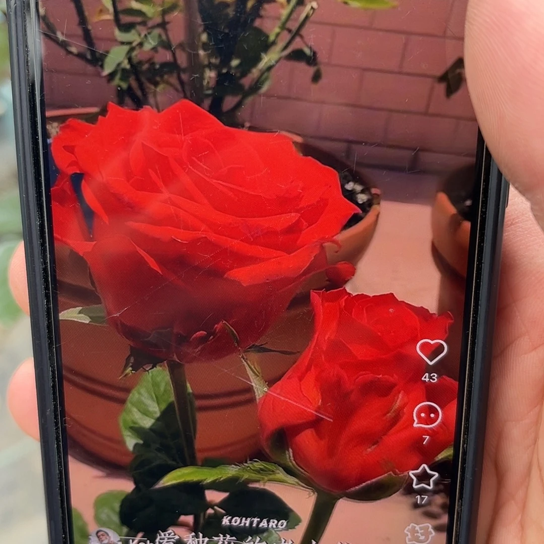 无花朵——落霞 福利款