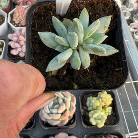 672哥特一物一拍多肉