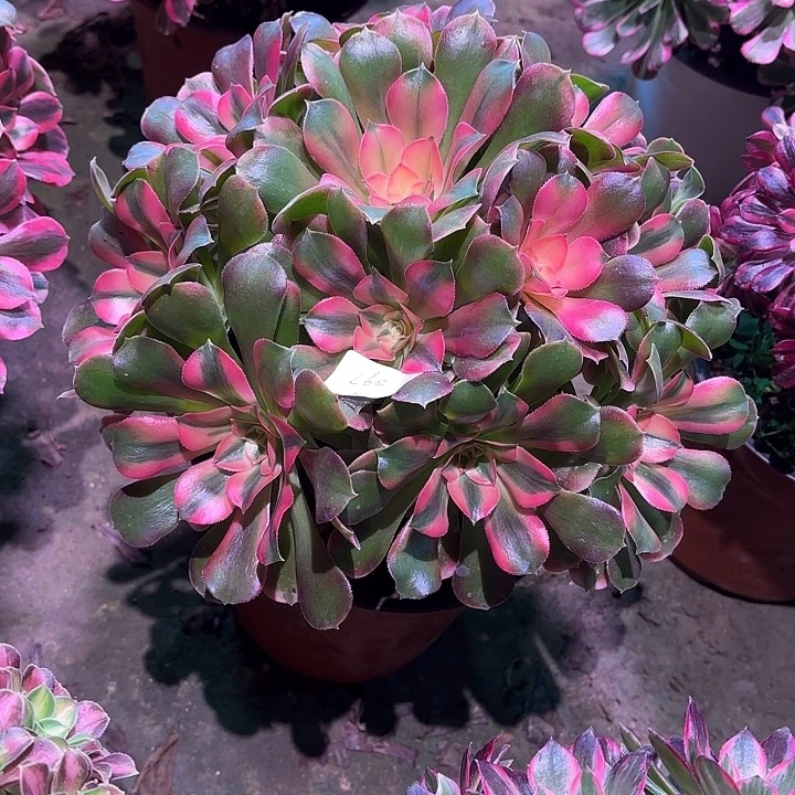 多肉植物香妃00897