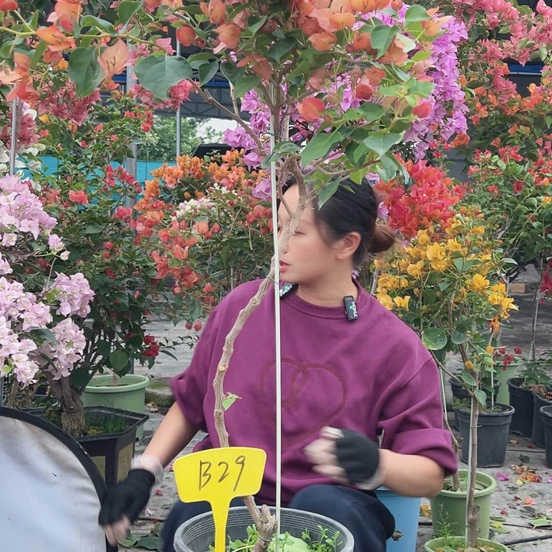V***n大部分花苞少量开放B29日落