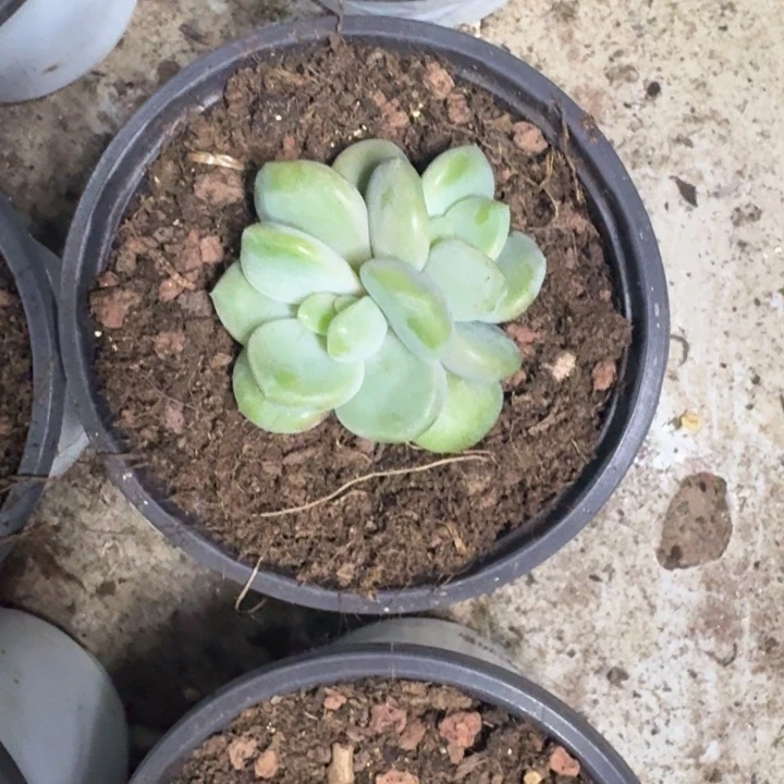芒果冰 双头  一物一拍