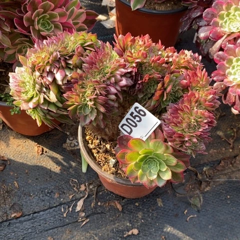 万黄缀多肉植物法师