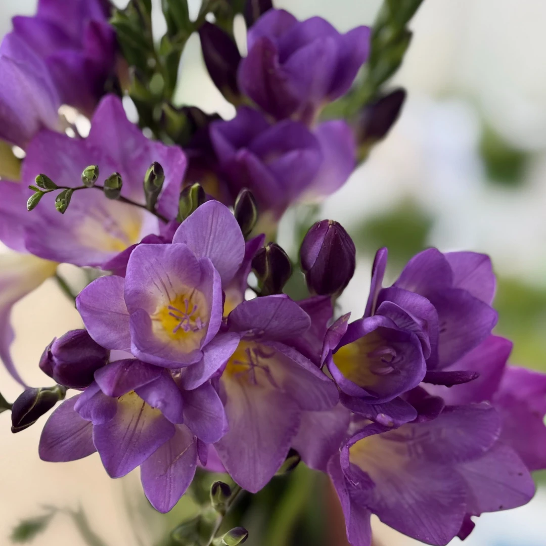 香雪兰&小苍兰：印度海洋香雪兰【年宵纳福】