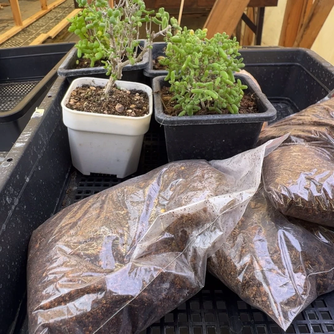 枝干番杏多肉植物384