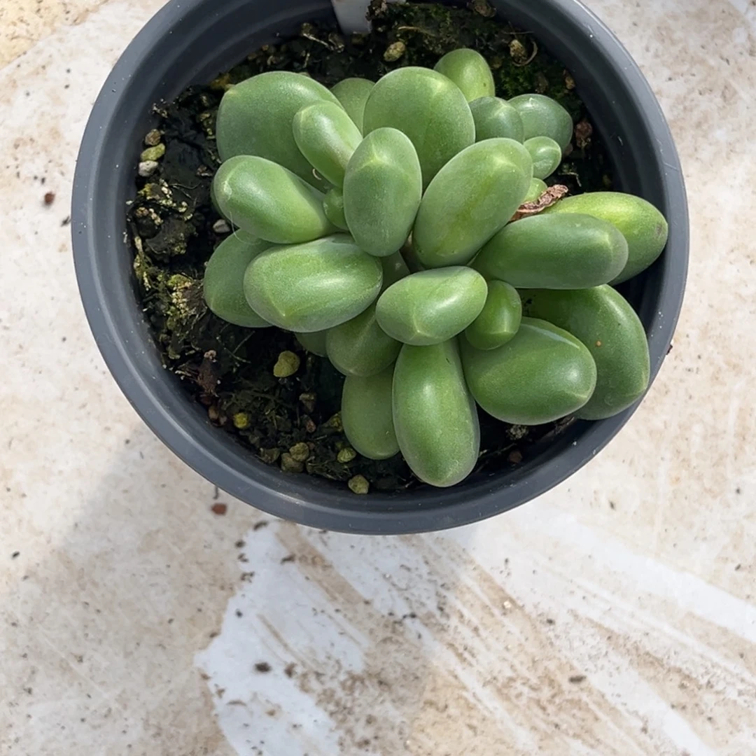 不***二刚果金多肉植物316