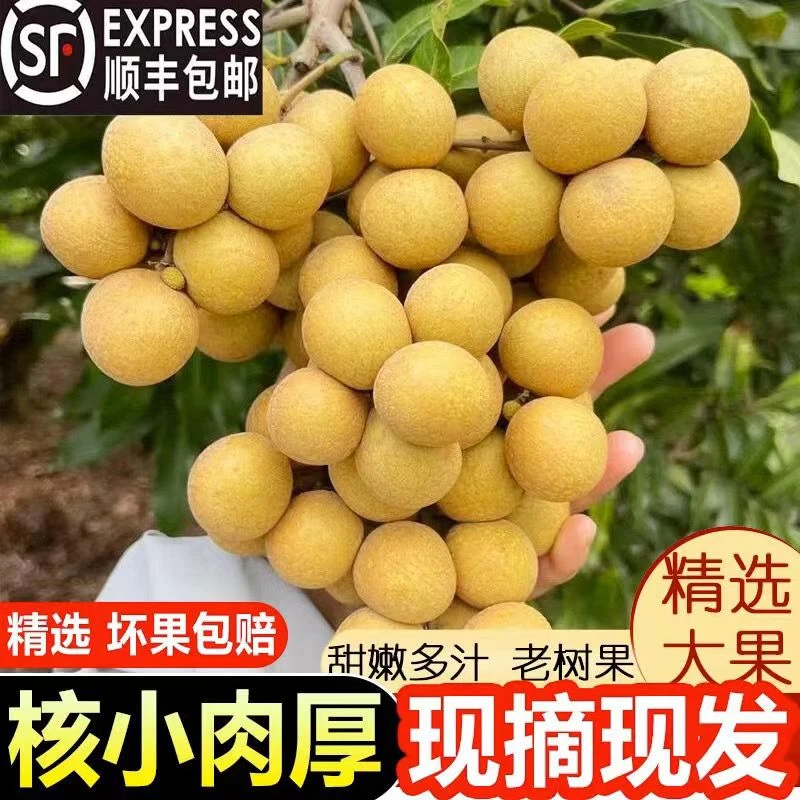 【顺丰冷链直达】正宗广东高州储良龙眼新鲜现摘现发孕妇水果