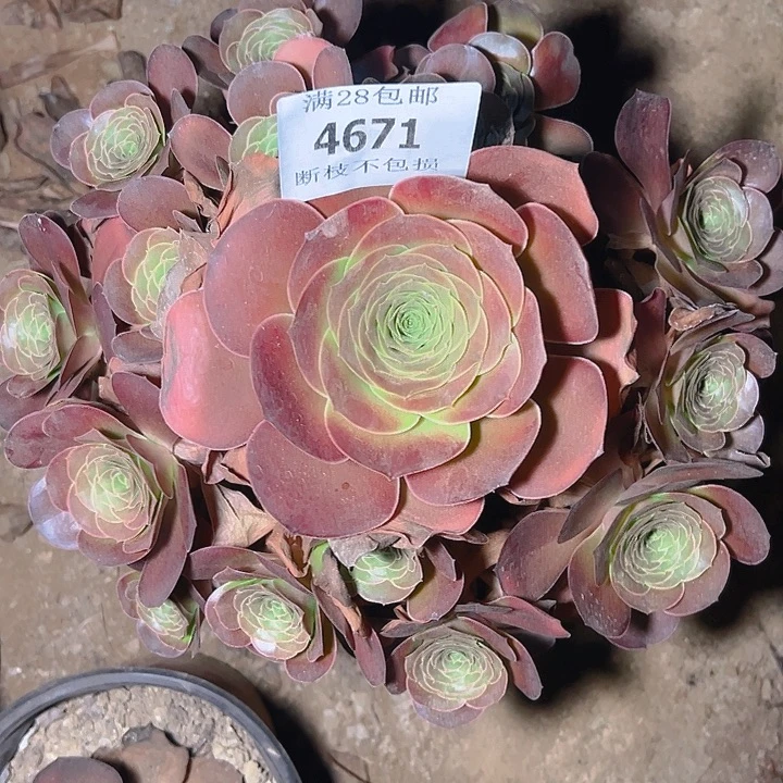 4671魅金玫瑰多肉植物