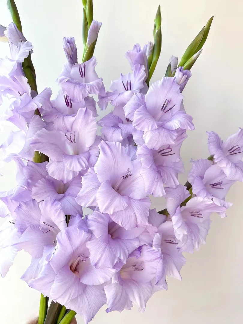 香芋紫剑兰5支/10支    节节高   云南基地鲜花  直发   家养水养