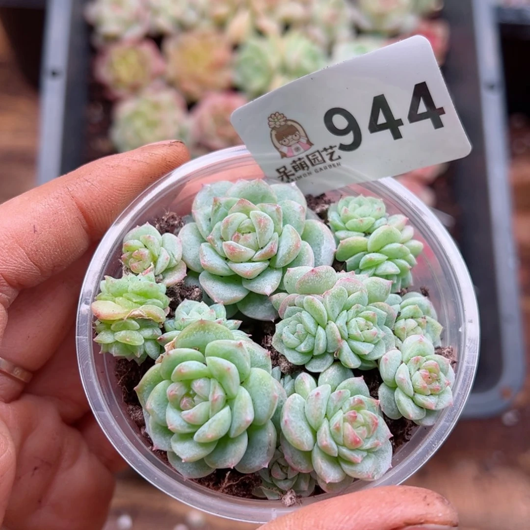 多肉植物多肉植物