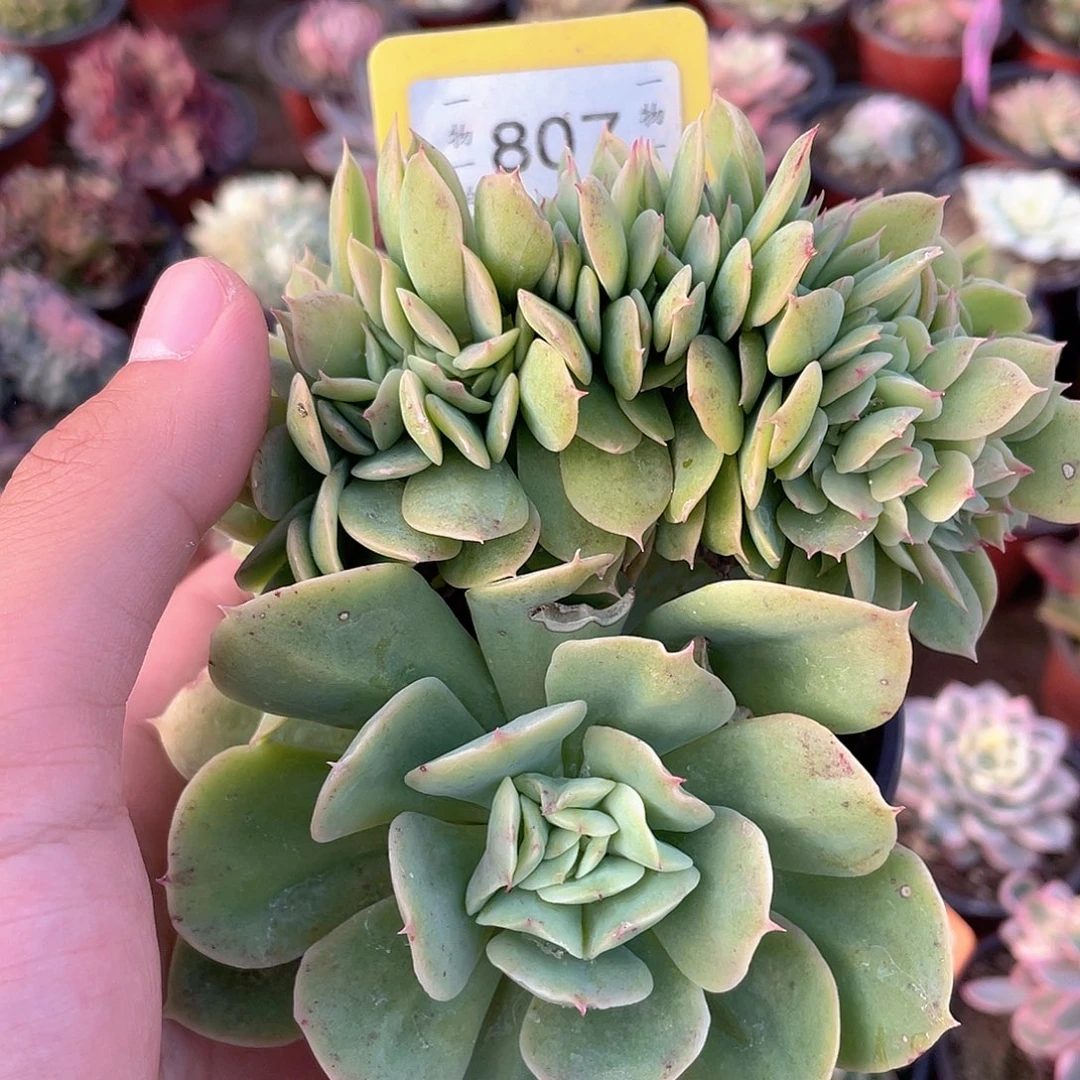 洁***哥807号多肉植物盆栽