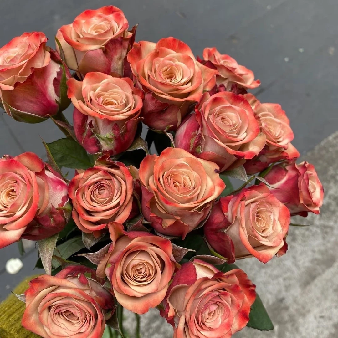 复古色切花玫瑰卡布奇诺中苗