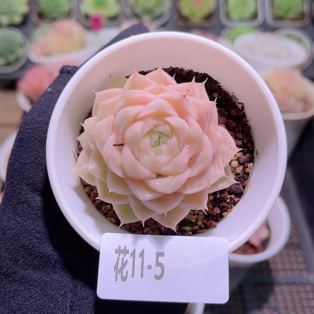 花利美11-5麦秆单头