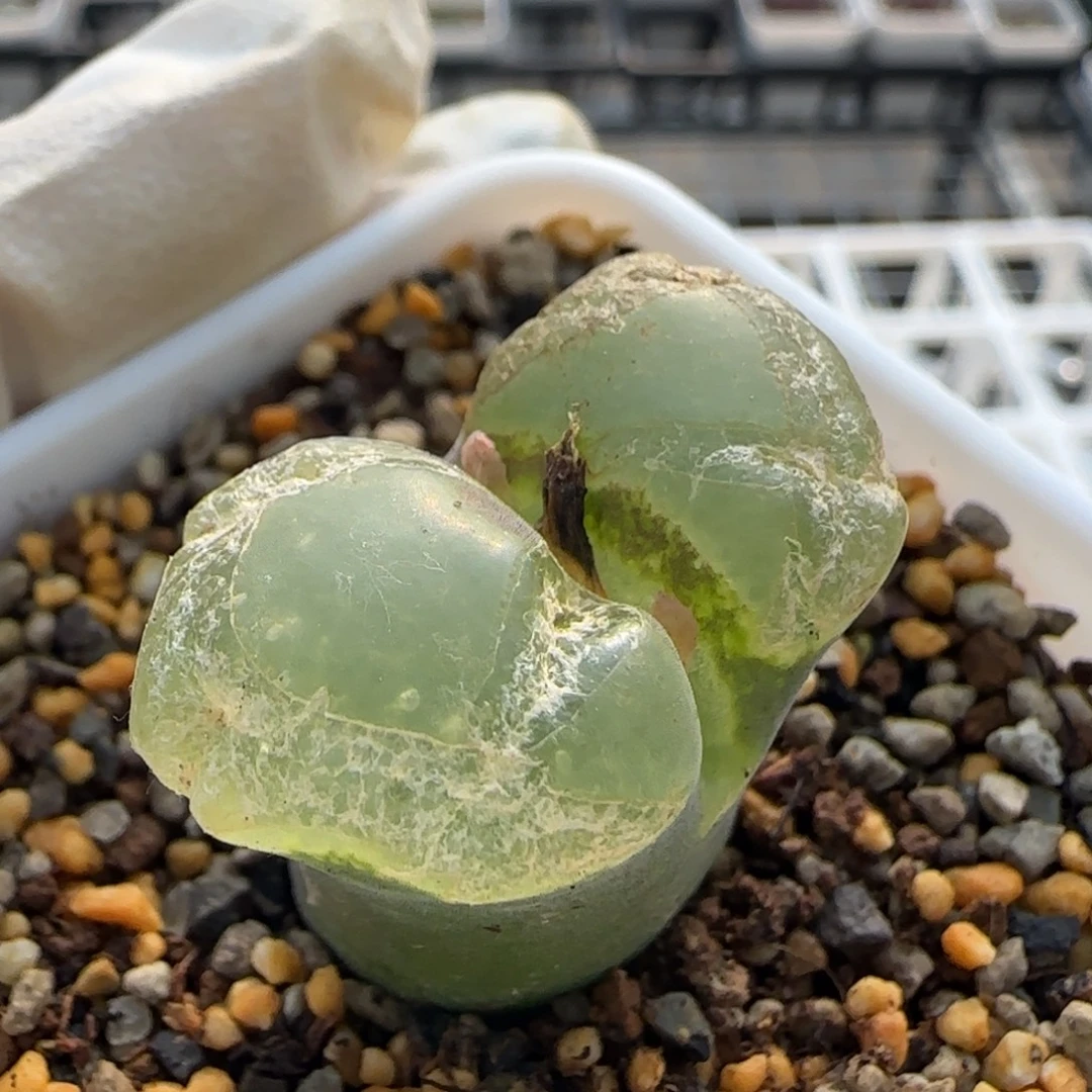 大***了1-4-当天满38包邮大型翻窗风铃3cm