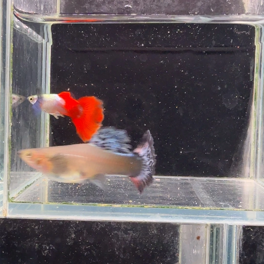 孔雀鱼鎏金花蝴蝶1对