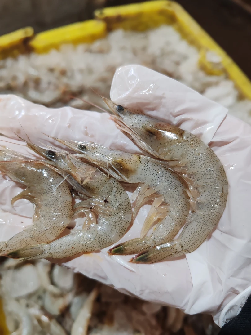 大连野生海捕羊毛虾（白银虾）虾小介意勿拍3.9-4.1斤